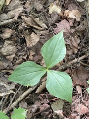 Trillium erectum