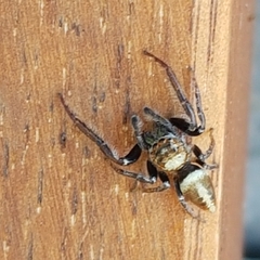 Opisthoncus polyphemus