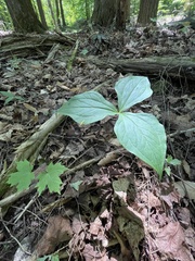 Trillium erectum