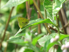 Colias lesbia