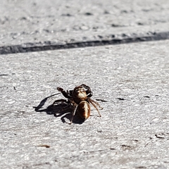 Opisthoncus polyphemus