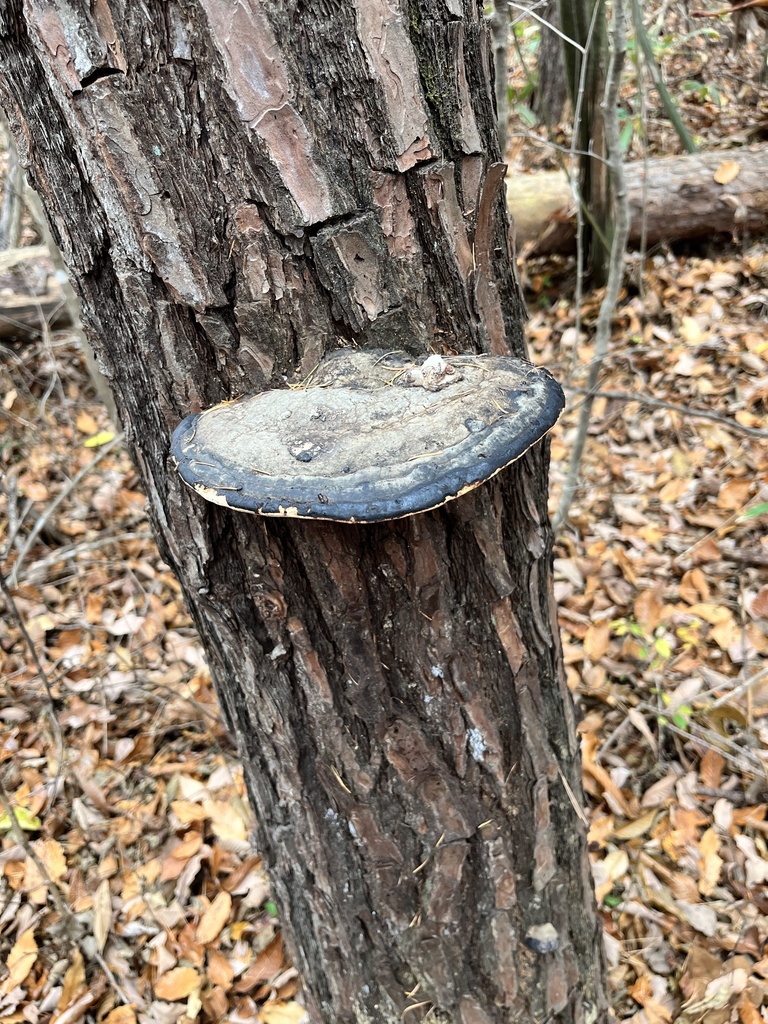 Fomitopsis pinicola · November 2022 · photo: © martin_masashi (iNaturalist, cc-by)