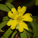 Hibbertia saligna - Photo (c) Tim Hammer, some rights reserved (CC BY-NC), uploaded by Tim Hammer