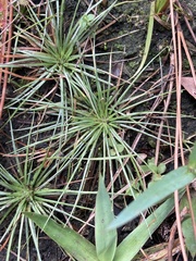 Syngonanthus flavidulus