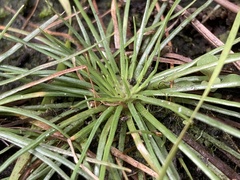 Syngonanthus flavidulus