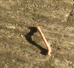 Thallophaga hyperborea