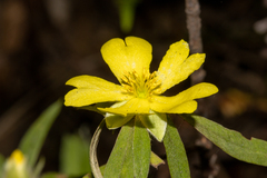 Hibbertia saligna