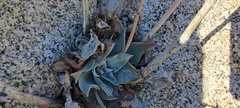 Dudleya arizonica