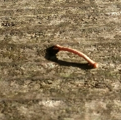 Thallophaga hyperborea