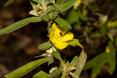 Hibbertia saligna
