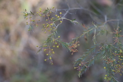 Acacia gittinsii