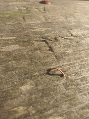 Thallophaga hyperborea