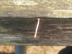 Thallophaga hyperborea