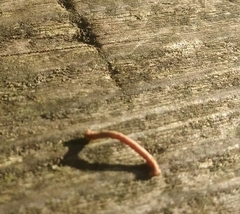 Thallophaga hyperborea