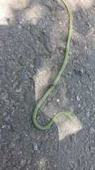 Leptophis ahaetulla marginatus