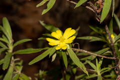 Hibbertia saligna
