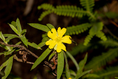 Hibbertia saligna