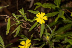 Hibbertia saligna
