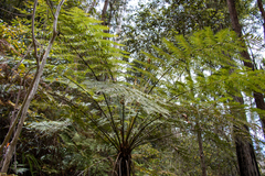 Cyathea australis
