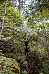 Cyathea australis