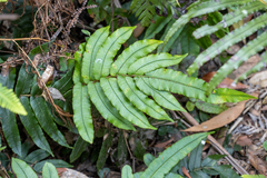 Blechnum wattsii