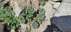 Phacelia pedicellata
