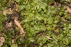 Hymenophyllaceae