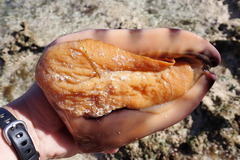 Cassis tuberosa