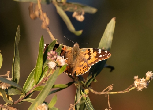 iNaturalist observation photo of Painted Lady