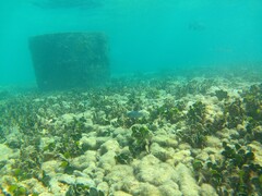 Canthigaster jactator