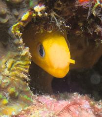 Gymnothorax melatremus