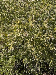 Baccharis sergiloides