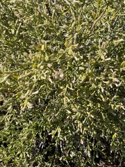 Baccharis sergiloides