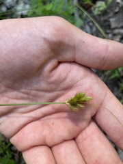 Carex crawfordii