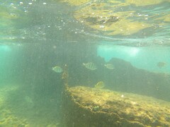 Acanthurus triostegus