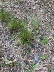 Xyris elliottii