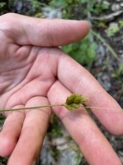 Carex crawfordii