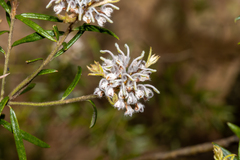 Grevillea phylicoides