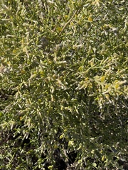 Baccharis sergiloides