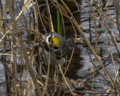 Vermivora chrysoptera