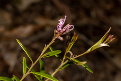 Grevillea sericea