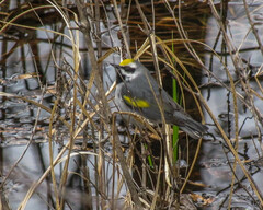 Vermivora chrysoptera