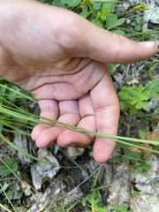 Carex crawfordii