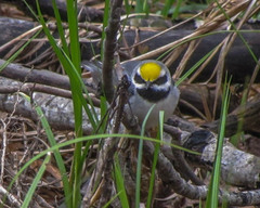 Vermivora chrysoptera