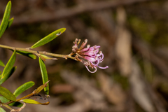 Grevillea sericea