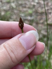 Xyris elliottii