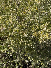 Baccharis sergiloides