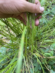 Carex crawfordii