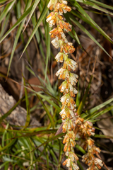 Dracophyllum secundum