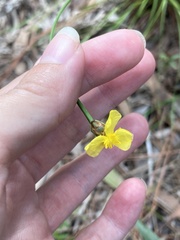 Xyris elliottii